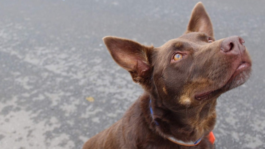Dark brown kelpie stares away from the camera into distance