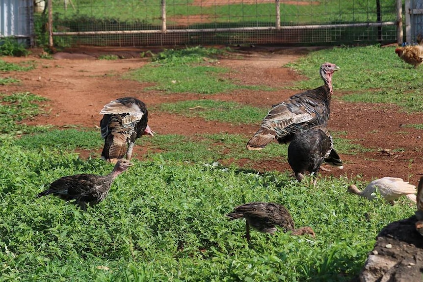 turkeys grazing on green grass