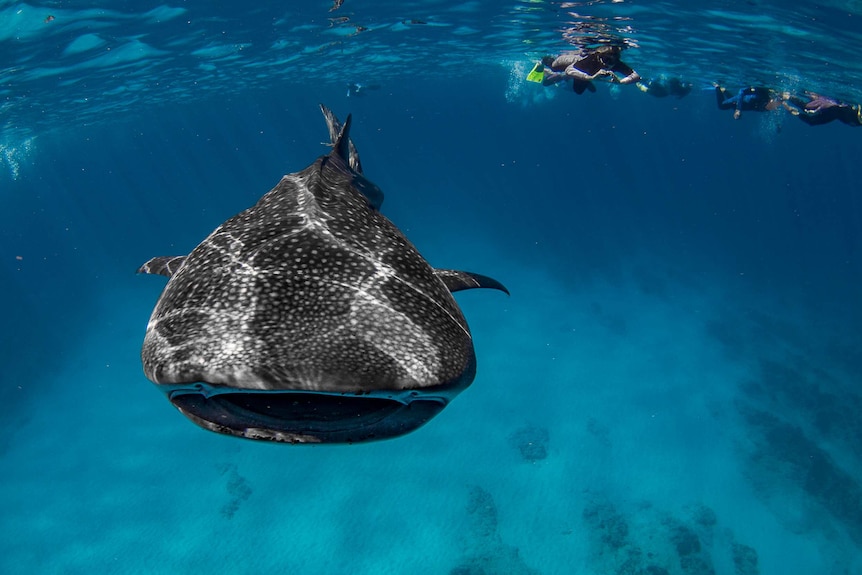 An underwater photo of snorkelers swimming with a whale shark.