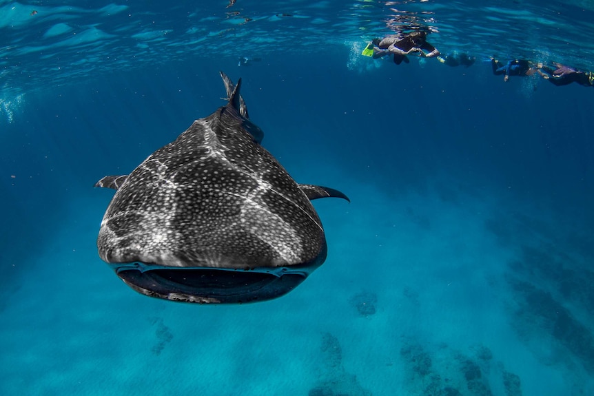 An underwater photo of snorkelers swimming with a whale shark.