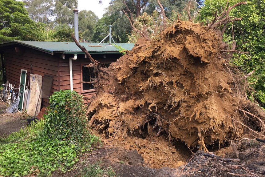 Uprooted tree that killed woman during windy weather in Melbourne