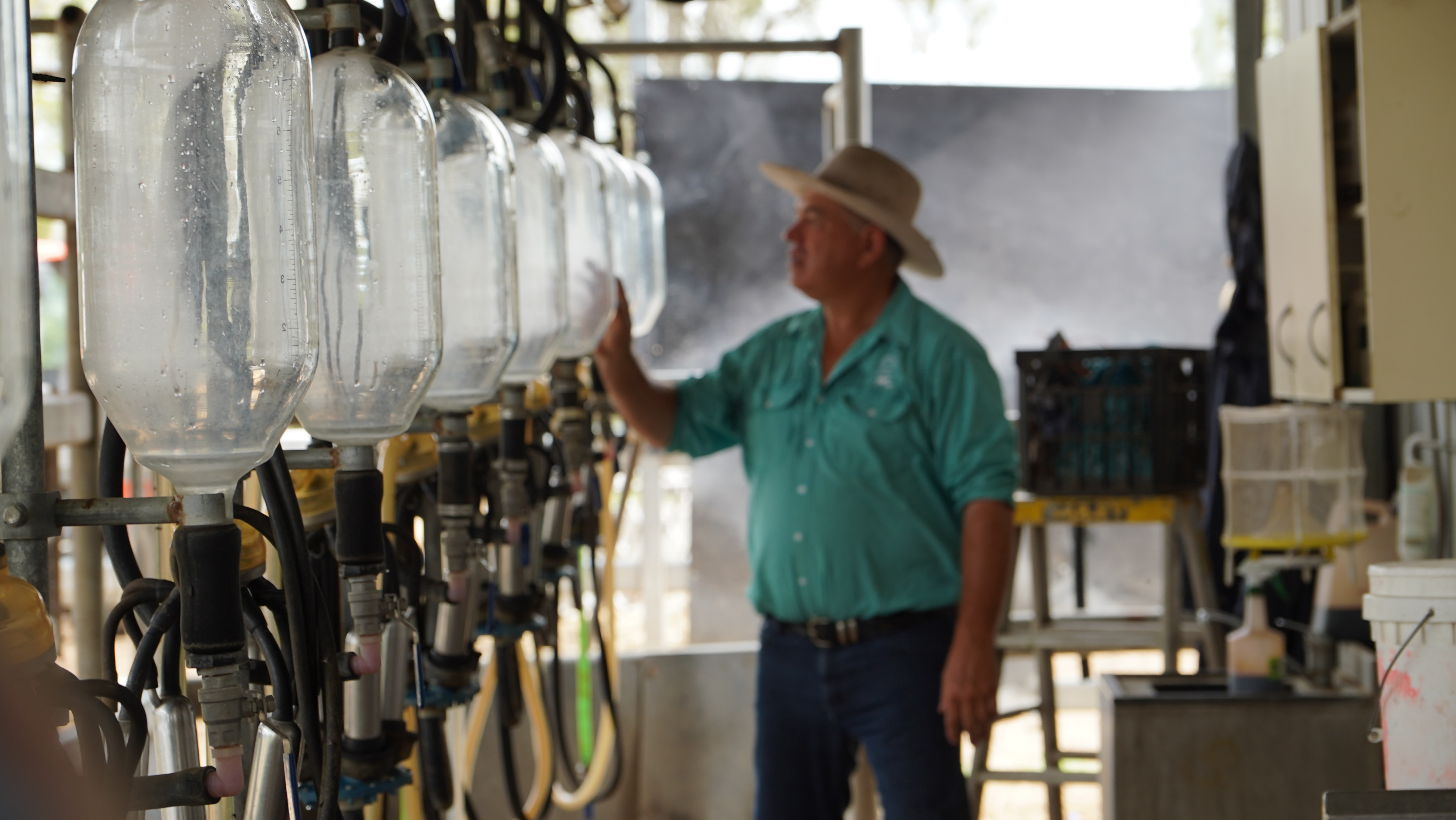 Un granjero inspecciona algunos equipos de ordeño.