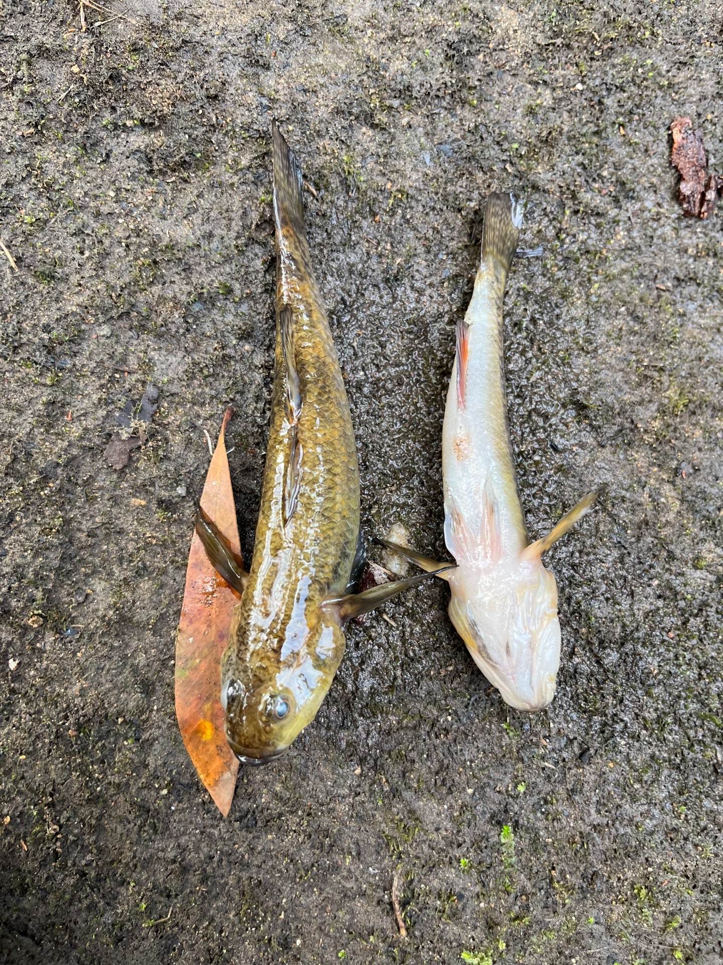 Two dead fish near a leaf.