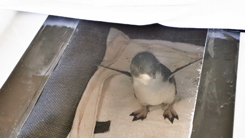 The Penguin Rehab and Release facility is looking after nine chicks orphaned by the latest attack.