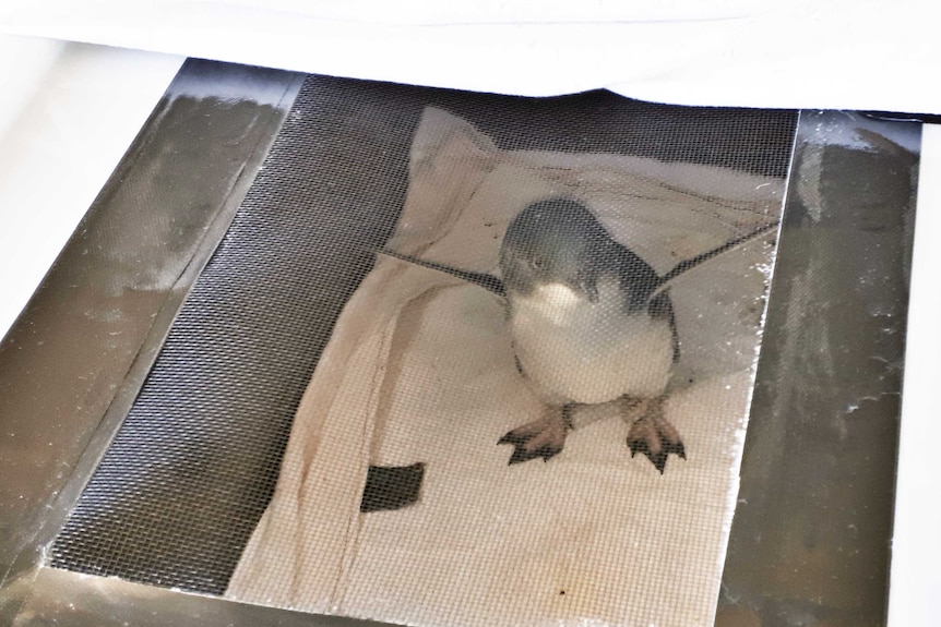 The Penguin Rehab and Release facility is looking after nine chicks orphaned by the latest attack.