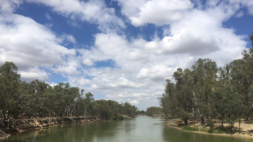 A stretch of river, turned green from algae, surrounded by trees.