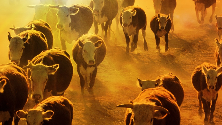 A sun-washed image of a herd of cattle marching across bare dry ground.