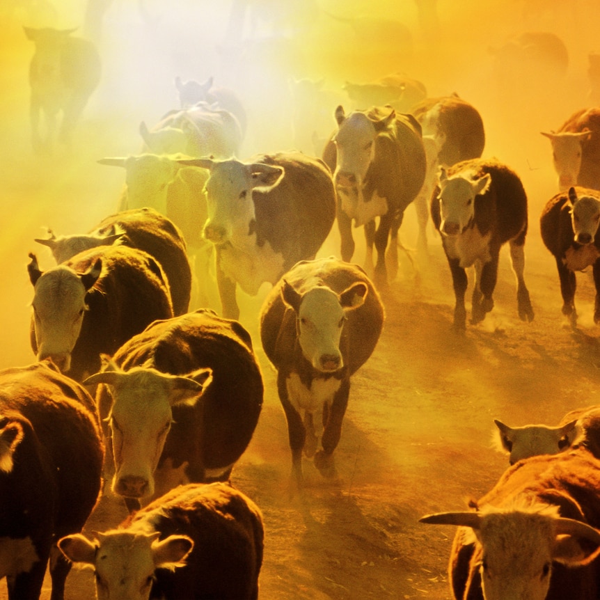 A sun-washed image of a herd of cattle marching across bare dry ground.