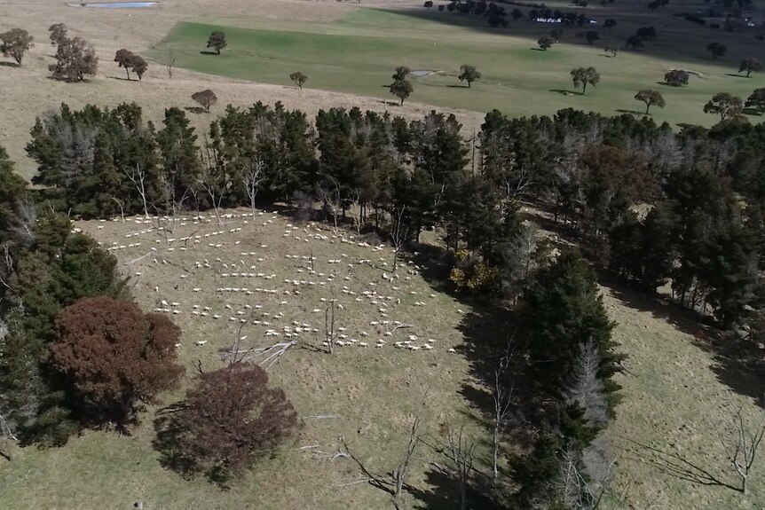 An aerial view of sheep in a paddock that is surrounded by trees. 
