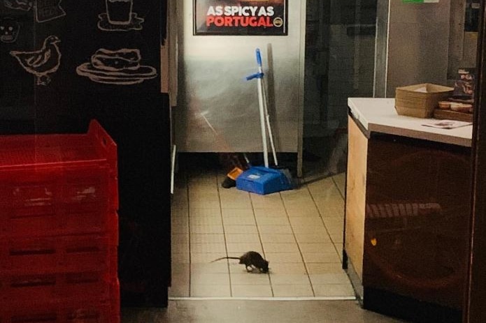 Three rats on the floor of a fast-food store
