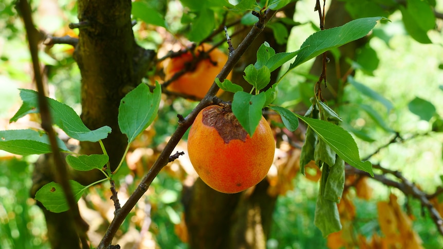 Close up shot of an apricot with a disease on it 