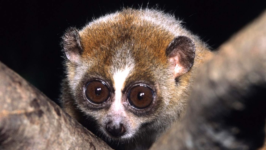 A small primate with large eyes clinging to a tree branch