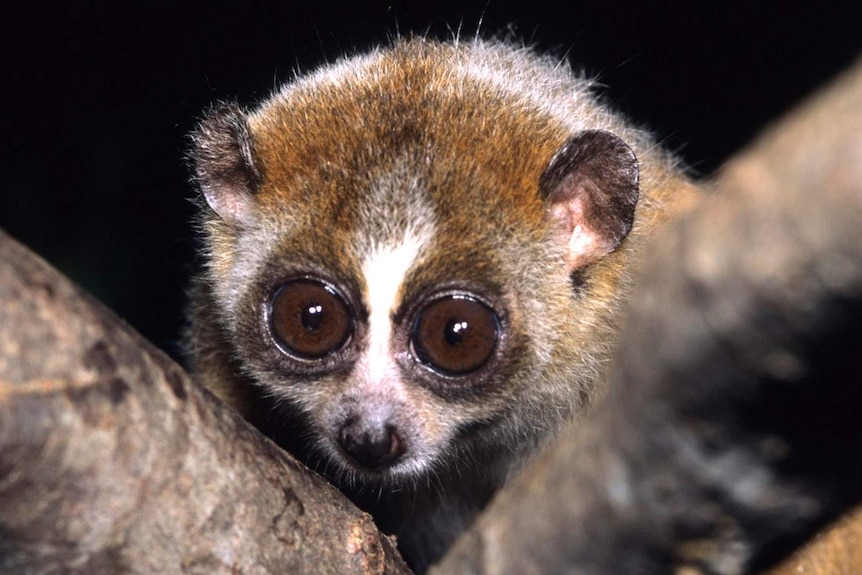 A small primate with large eyes clinging to a tree branch