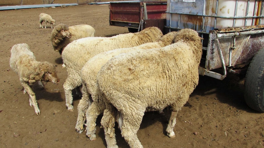 Sheep feeding on molasses