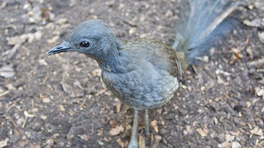 Adelaide Zoo lyrebird Chook, known for his stunning ability to imitate the sounds around him, died at the age of 32