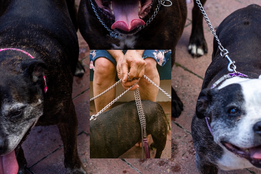 A collage showing an image of a woman holding three dog chains over an image of her three staffies