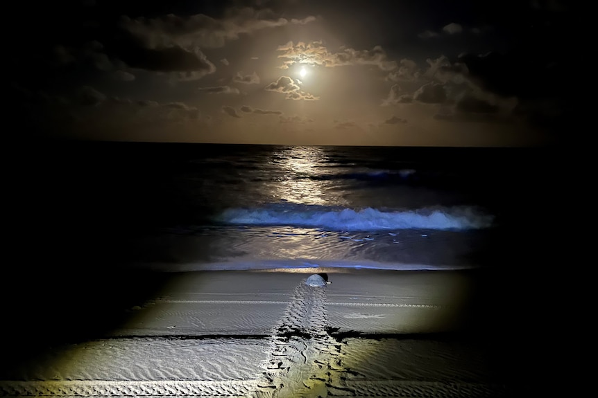 A turtle pictured at the water's edge under the moonlight