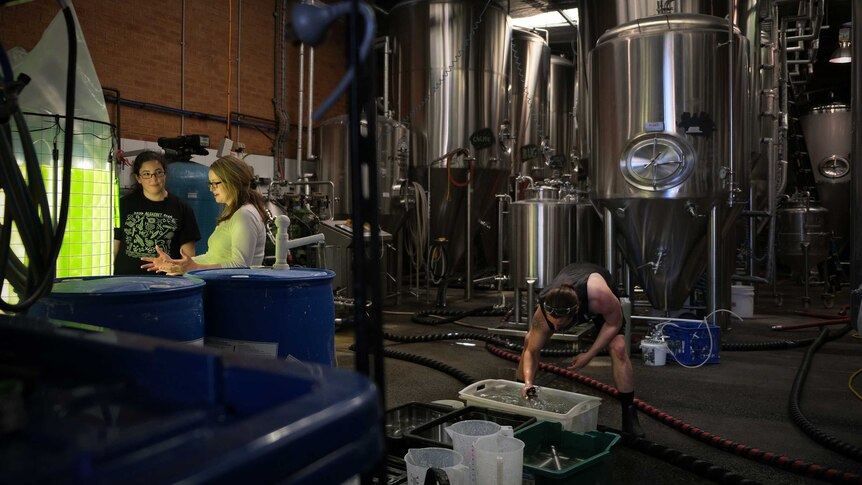 Two scientists look at the algae bio-reactor while a brewer in the background is at work.