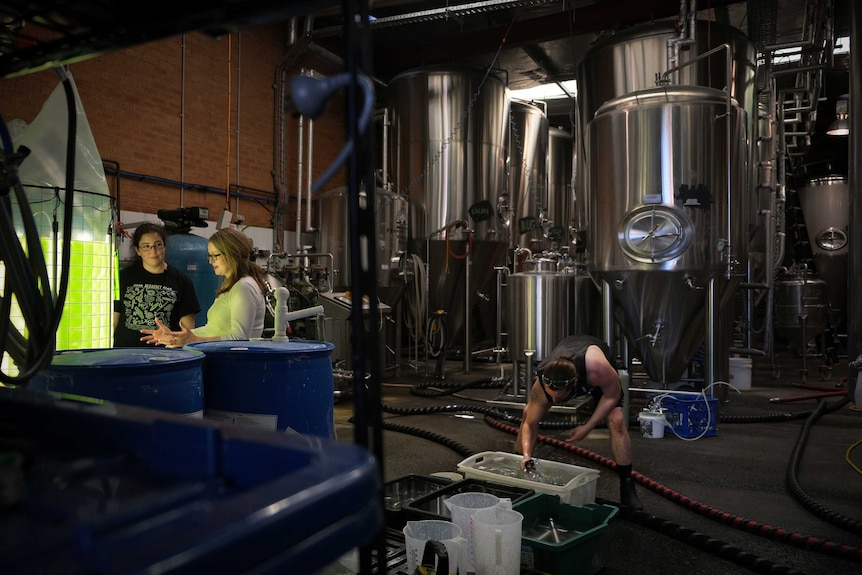 Two scientists look at the algae bio-reactor while a brewer in the background is at work.