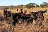 drought cattle