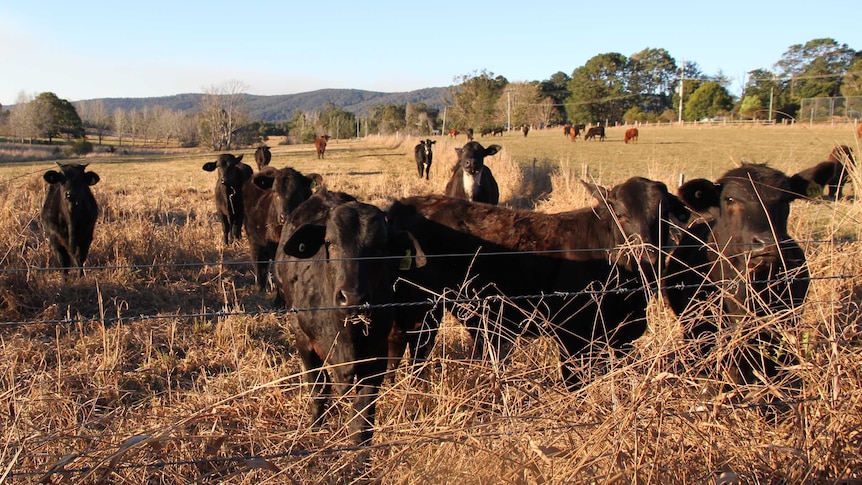 drought cattle