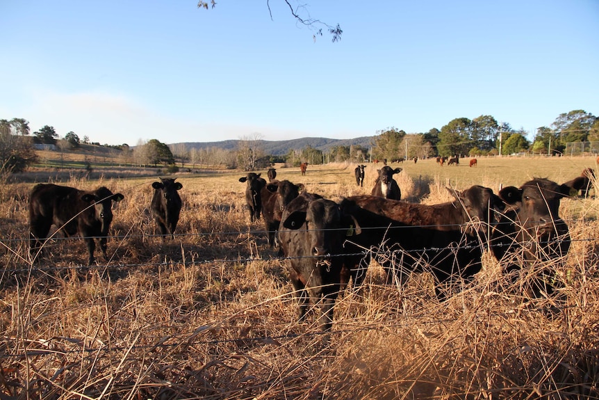 drought cattle