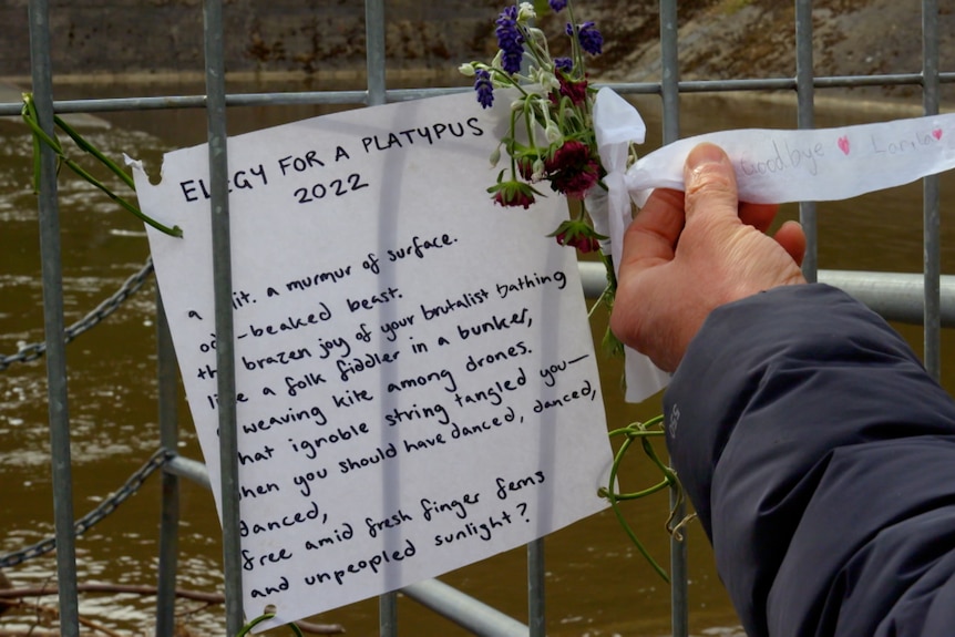 A handwritten poem for a platypus written on white paper with texta hangs on a wire fence with flowers.