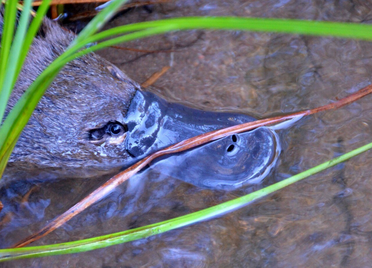 A platypus swimming amongst the reeds in a river.