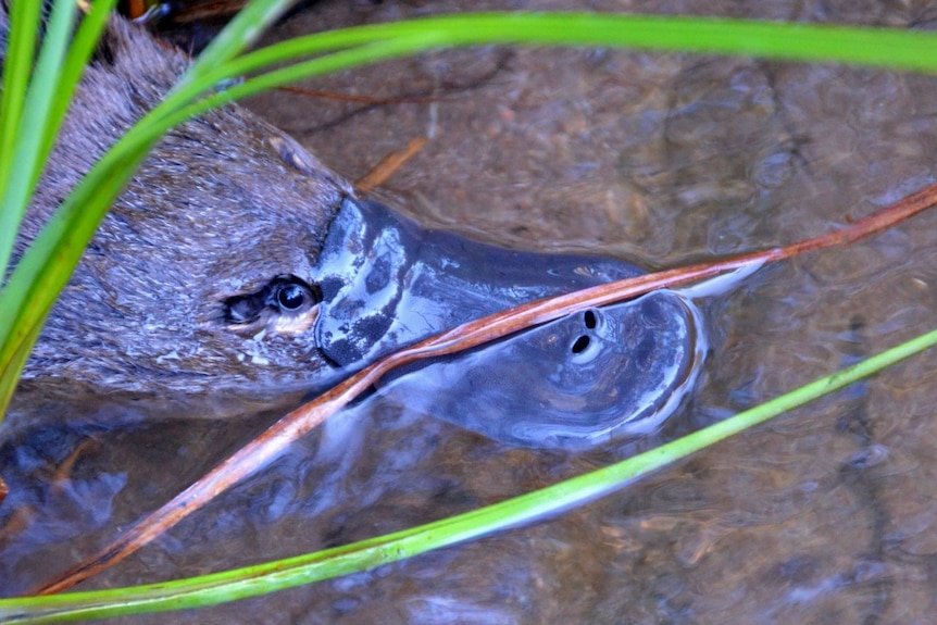 A platypus swimming amongst the reeds in a river.