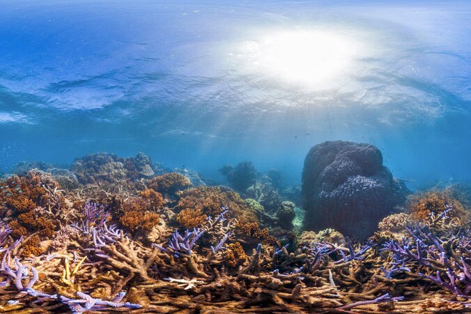 Myrmidon Reef off Townsville.