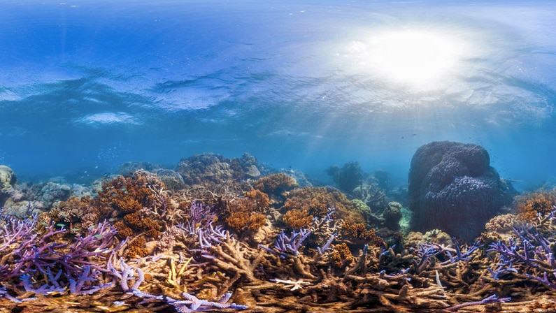 Myrmidon Reef off Townsville.