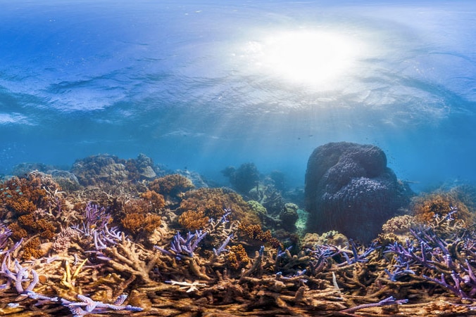 A panorama of Myrmidon Reef off Townsville.