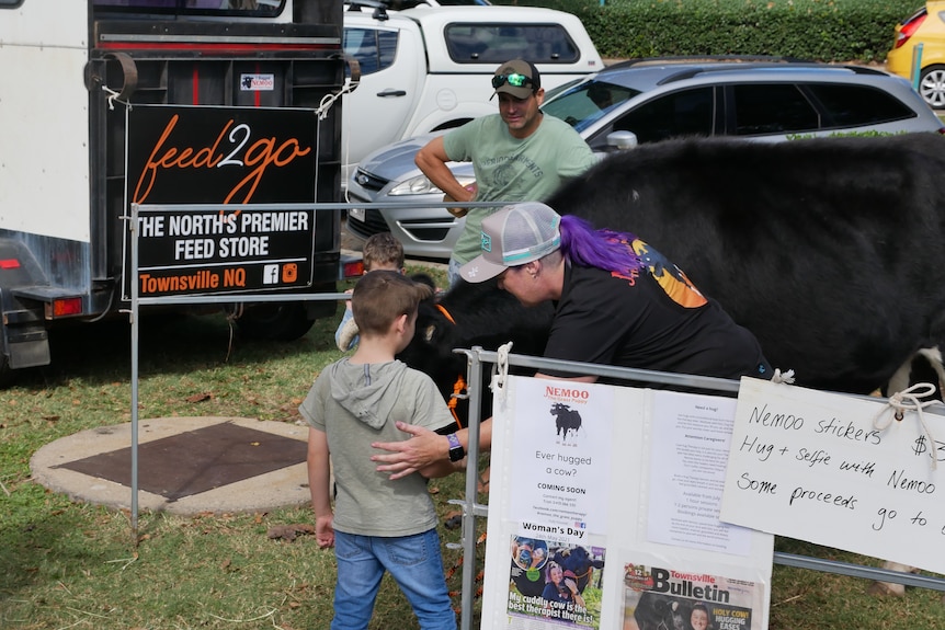 A young boy in a grey shirt and jeans patting the head of a black steer