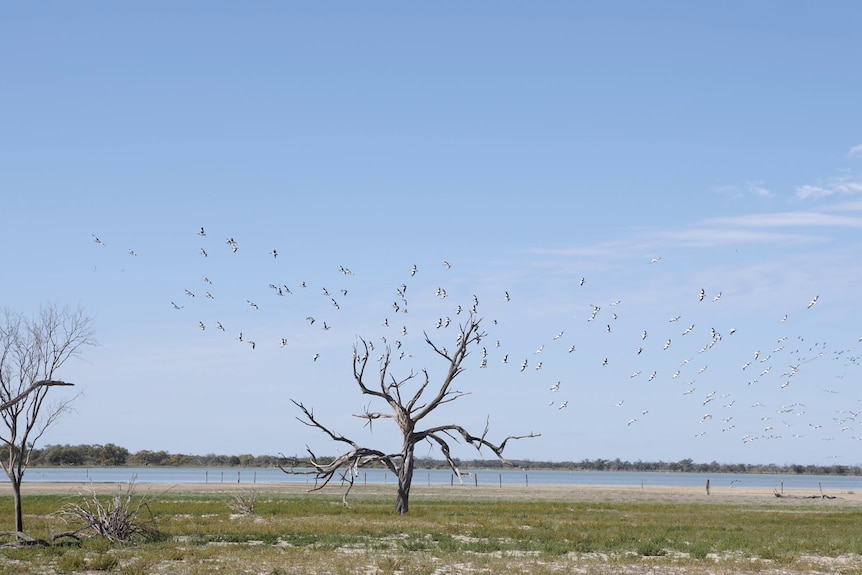 A flock of pelicans fly against a blue sky. There is water in the background as the birds fly over a swamp.