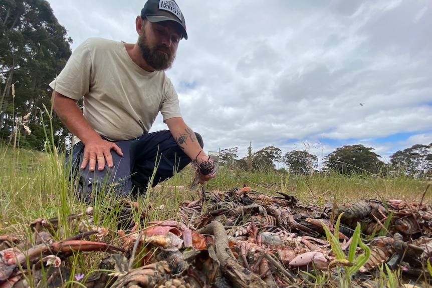 A young man wearing a baseball cap looks down at a pile of dead crayfish