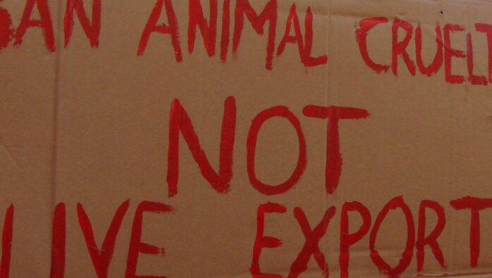 Kimberley pastoralists protest over live cattle export halt (file)