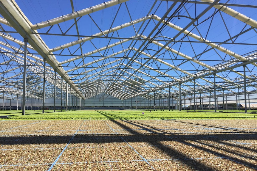 Hectares of crop covered by a nursery