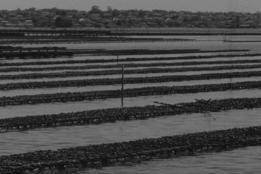 many rows of oyster farms on a river in a black and white photo