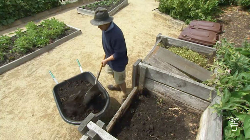 Man shovelling dirt from compost bay into wheelbarrow