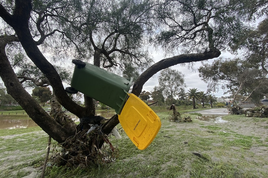 A bin in a tree.