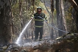 A firefighter with a hose sprays water on the ground in bushland at Bullsbrook.