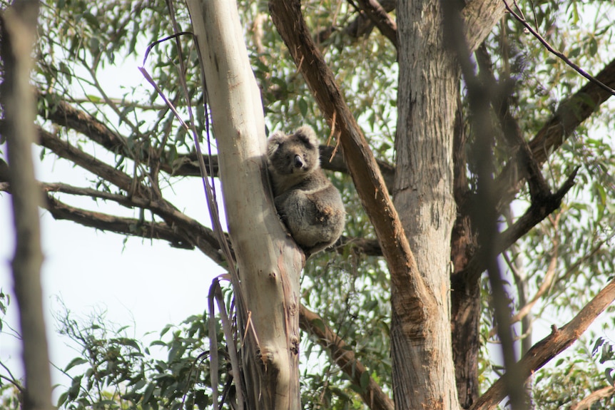 a koala high up in a tree
