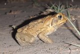 A cane toad in torchlight at night.