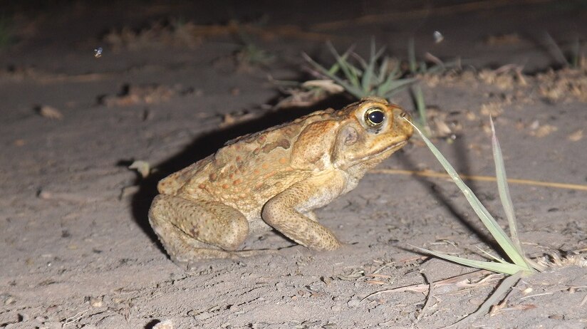 Cane toad catchers trap thousands of metamorphs in effort to stop southern  spread - ABC News