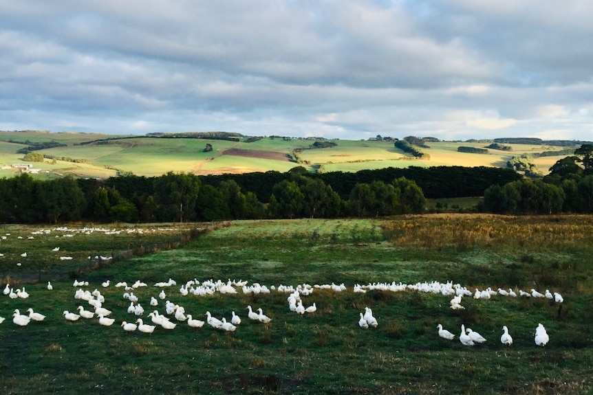 The Clarkes have thousands of ducks on their farm and they're looking at alternative ways to market