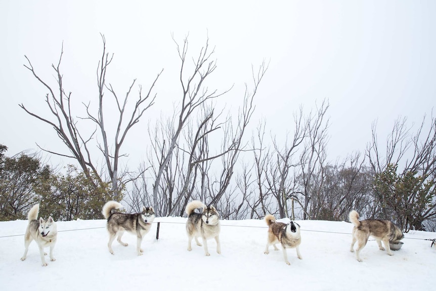 A line of sled dogs, one barking, in front of a misty backdrop.