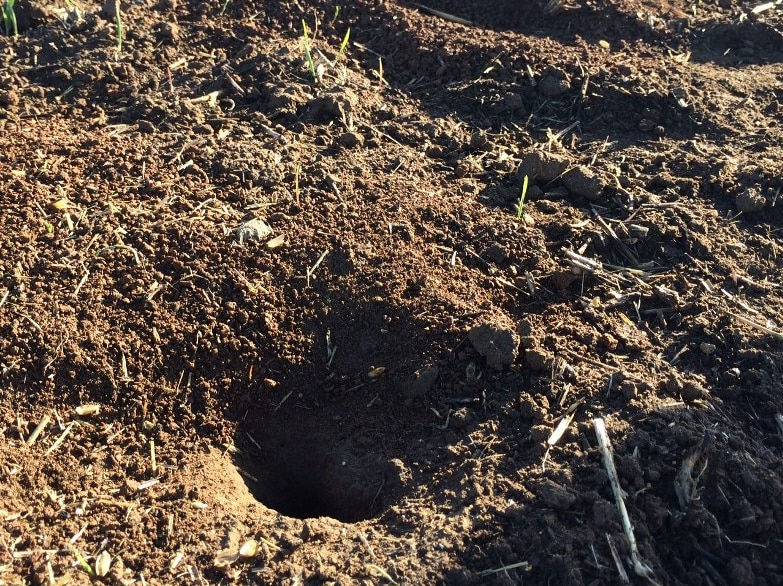 Mice eating grain crops