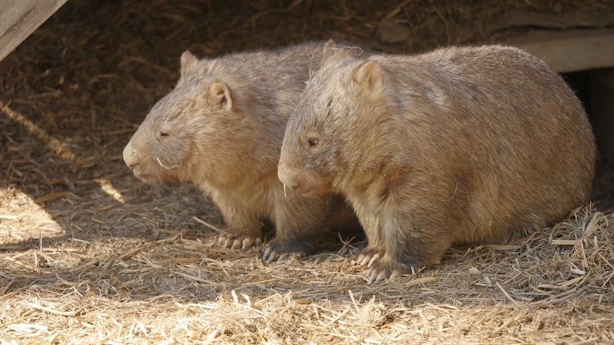 Two wombats walk side by side in a grass enclosure.