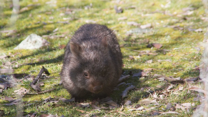 baby wombat