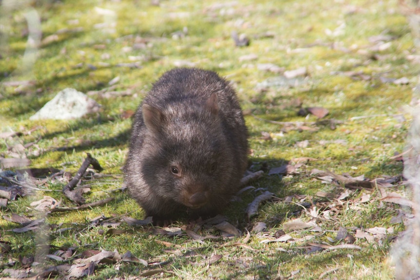 baby wombat